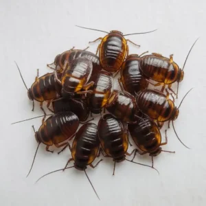 Baby-Cockroaches