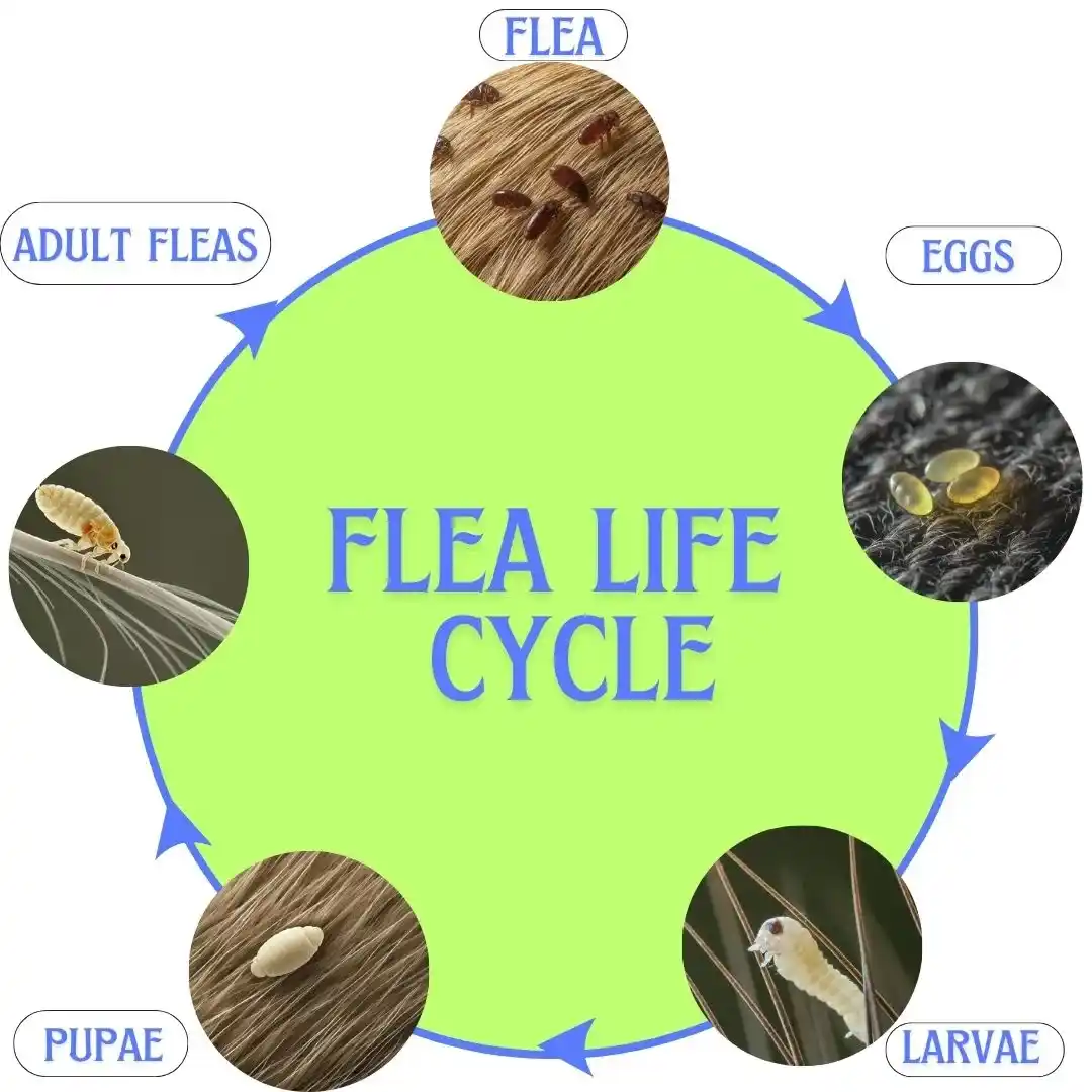 Flea-Life-Cycle