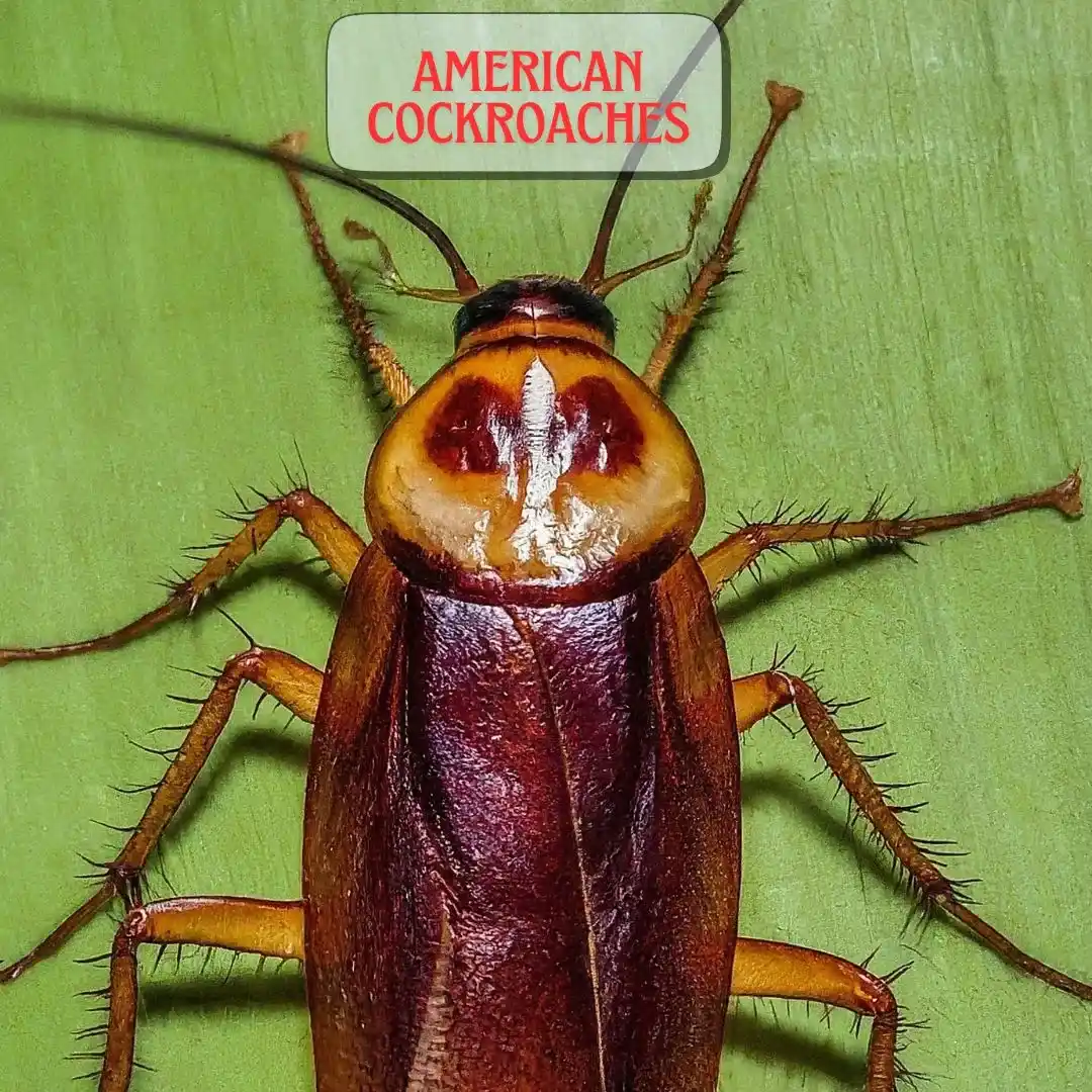 American-Cockroach