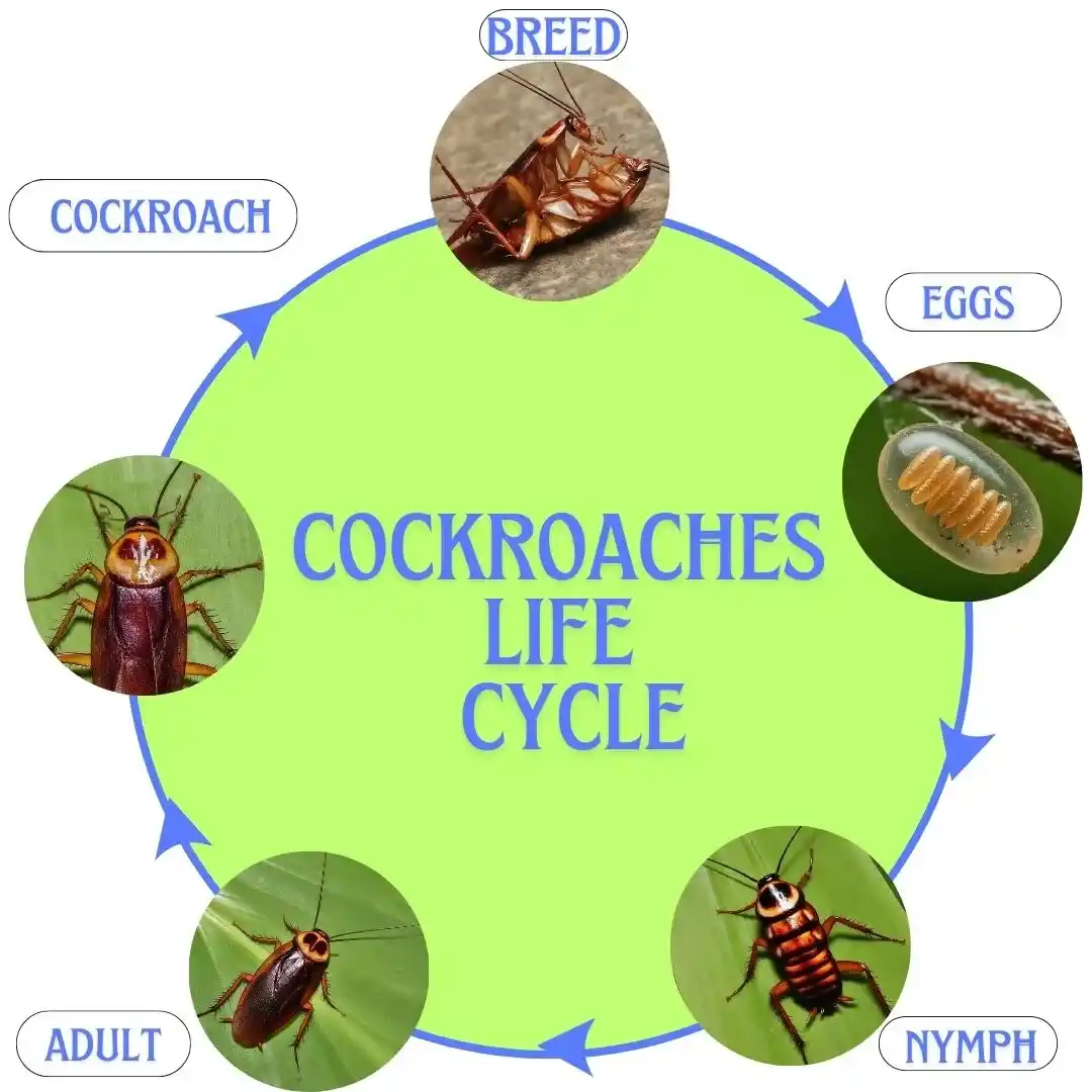 baby-Cockroach-Life-Cycle