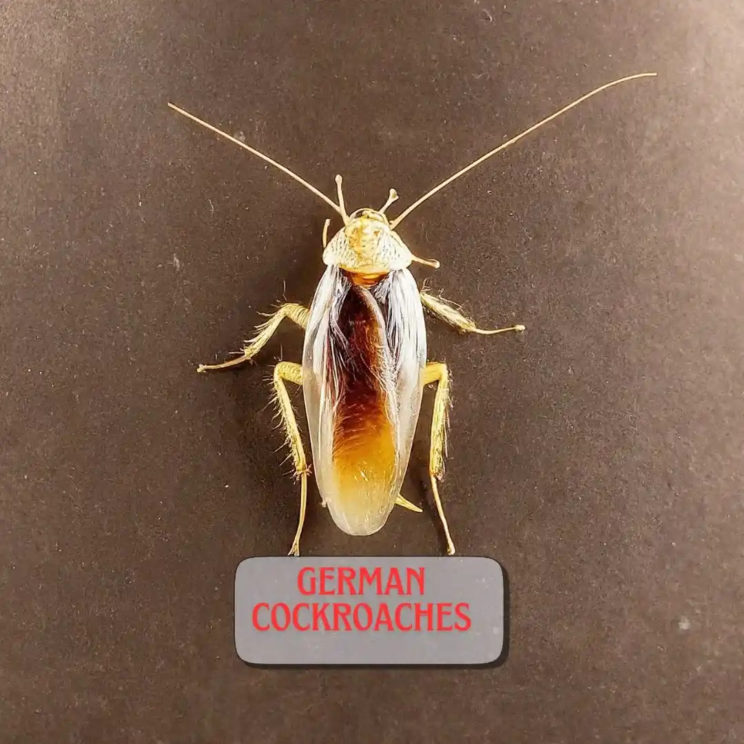 German-cockroach