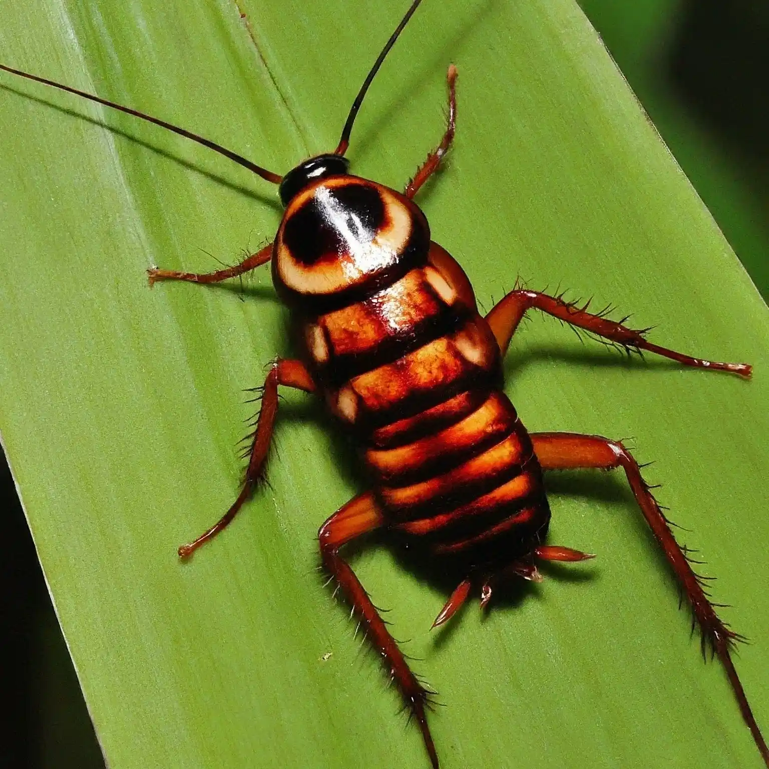 baby-cockroach