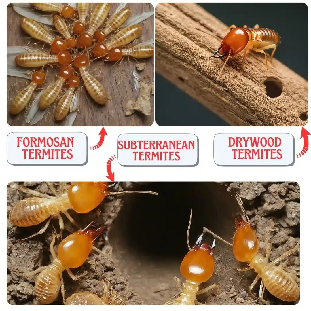 Types-of-Termites