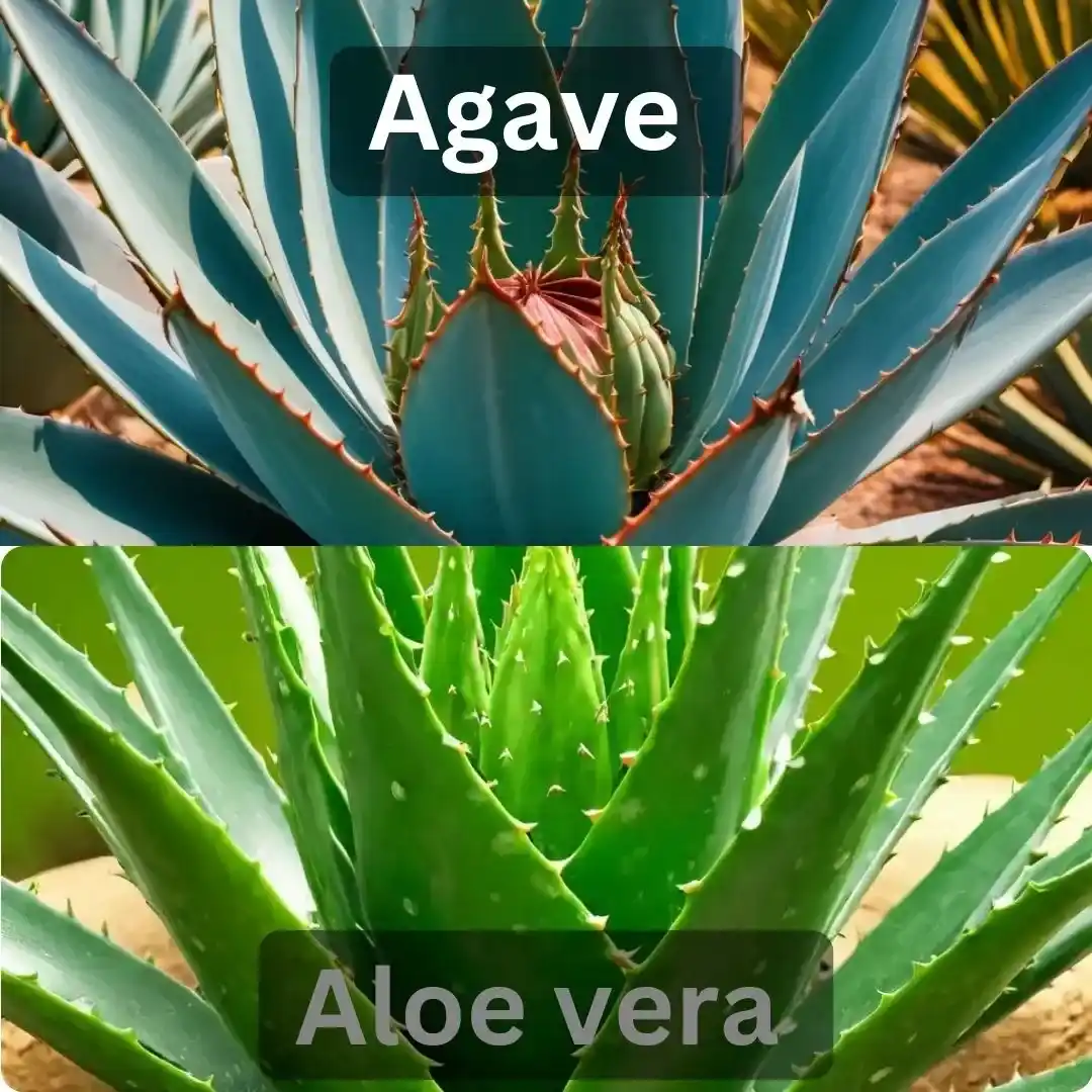 Agave-Aloe-vera