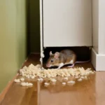 What Attracts Mice 10 Surprising Factors That Bring Rodents into Your Home