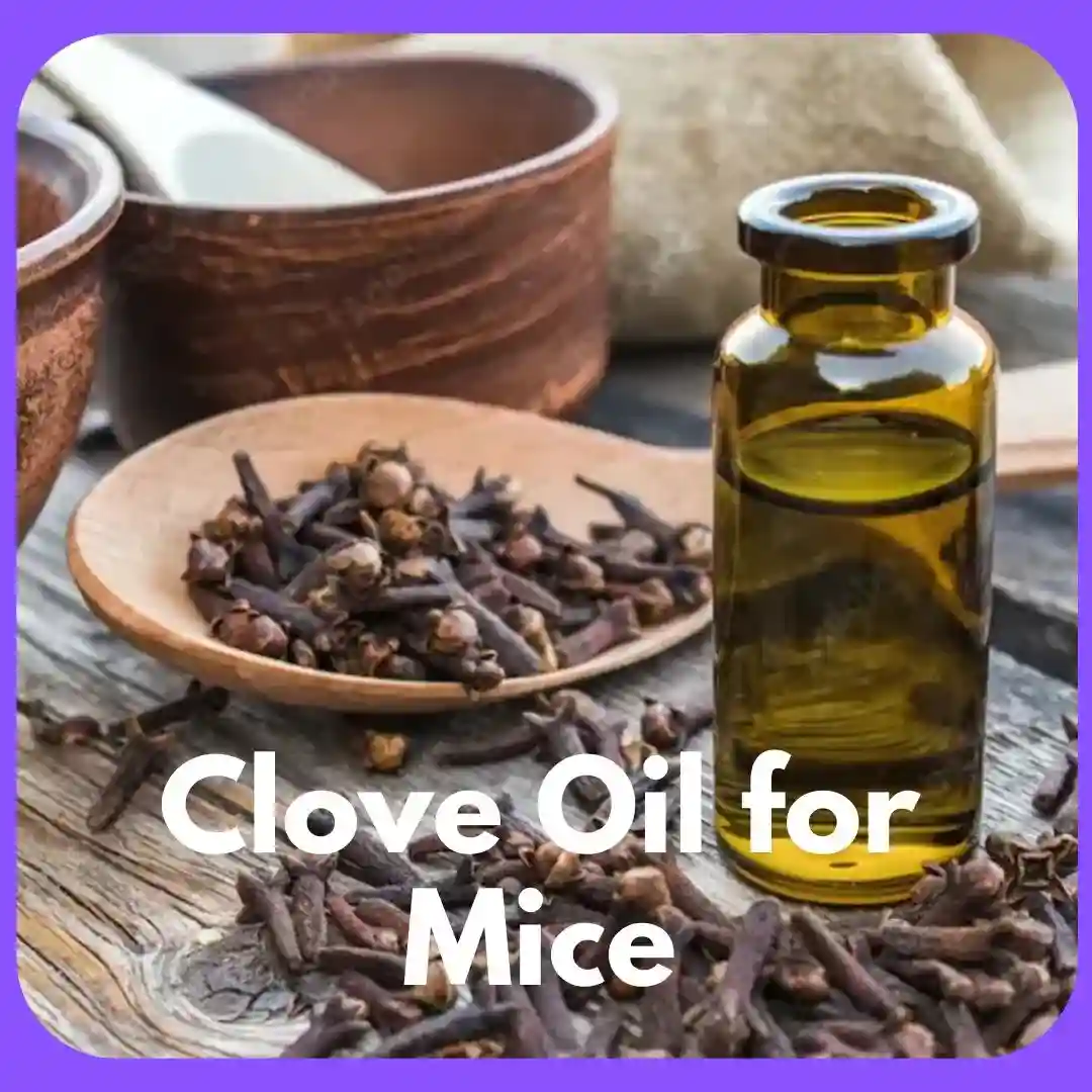 Clove Oil